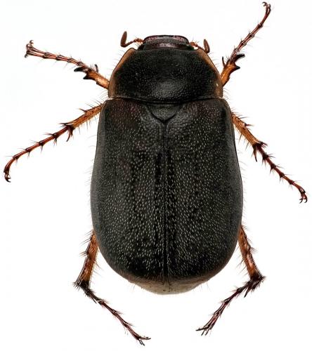 Hoplochelus marginalis